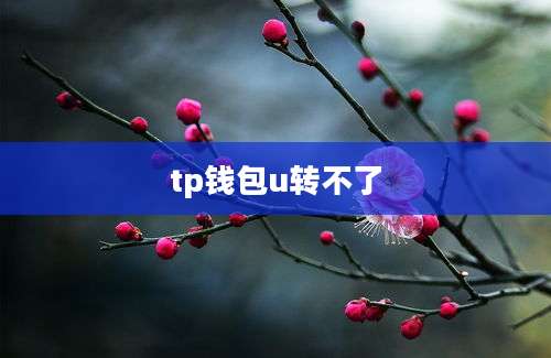 tp钱包u转不了